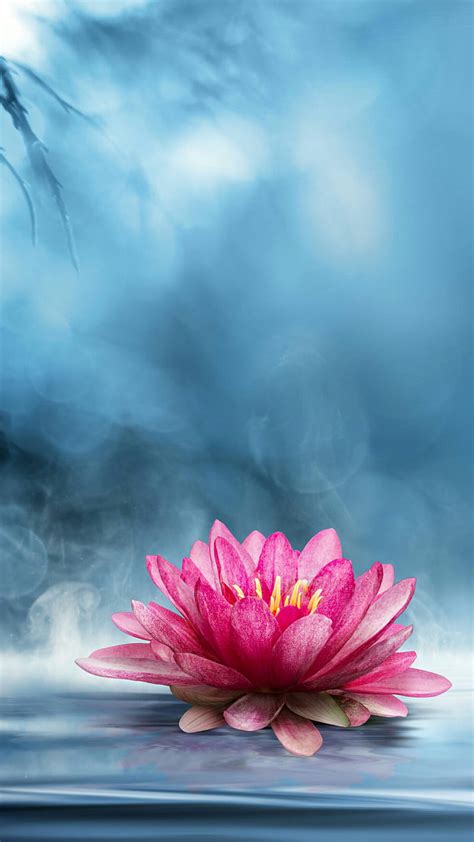 Pink Lotus Flower Wallpaper