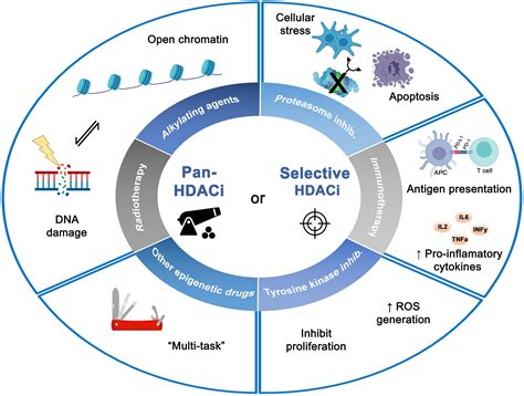 Frontiers | Synergistic Enhancement of Cancer Therapy Using HDAC Inhibitors: Opportunity for ...