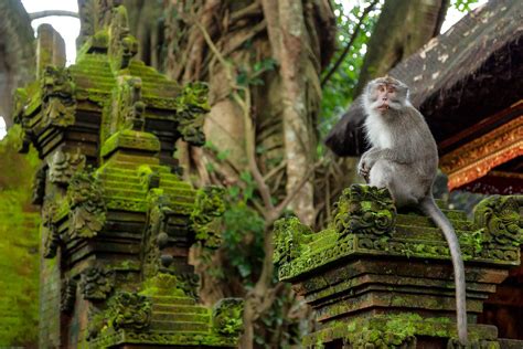 Jízda na slonech, Monkey forest Ubud | Výlety | Aktivity | RelaxBali - ubytování na Bali