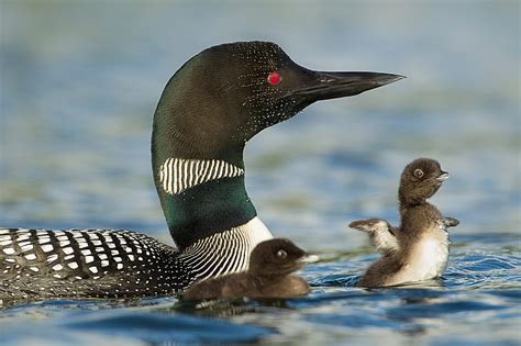 30 Water Birds That Live in the United States! (w/Pics) - Bird Watching HQ