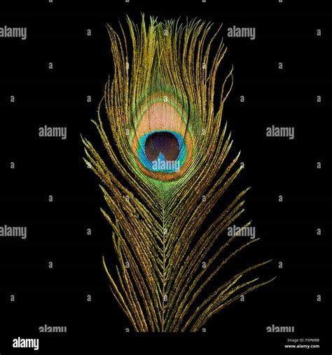 Peacock feather, close up Stock Photo - Alamy