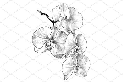 Pencil drawing Orchid flowers | Geometric orchid tattoo, Orchid drawing, Flower drawing