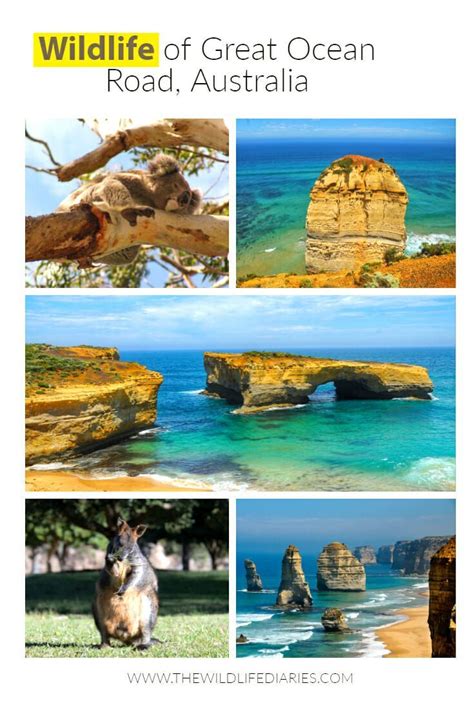 Wildlife of Great Ocean Road - | Wildlife, Australia travel, Australian travel