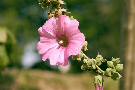 Hollyhock Free Stock Photo - Public Domain Pictures