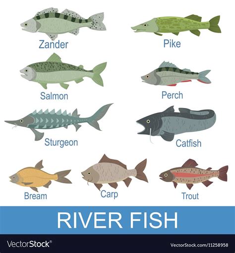 River Fish Identification Slate With Names Vector Image Animals Name List, Animals And Pets ...