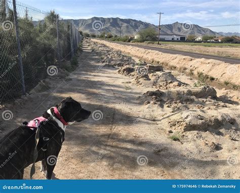 Dog amstaff mix 1745 stock photo. Image of environment - 175974646