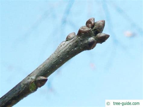 Shingle Oak | Quercus imbricaria