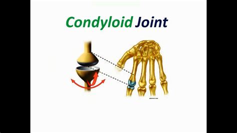 Condyloid Joint