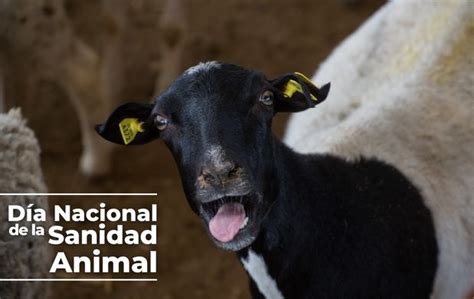 Día de la sanidad animal | Secretaría de Agricultura y Desarrollo Rural | Gobierno | gob.mx