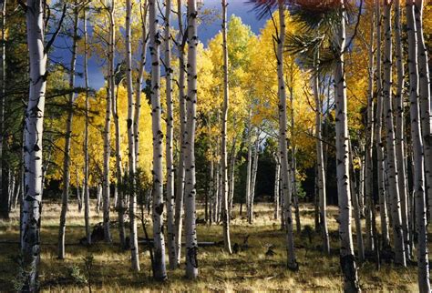 Arizona Aspens Photograph by Gerry Mullins - Fine Art America