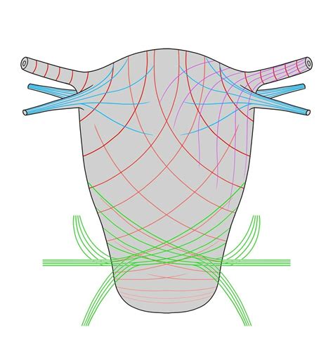 Transverse Cervical Ligament Of Uterus