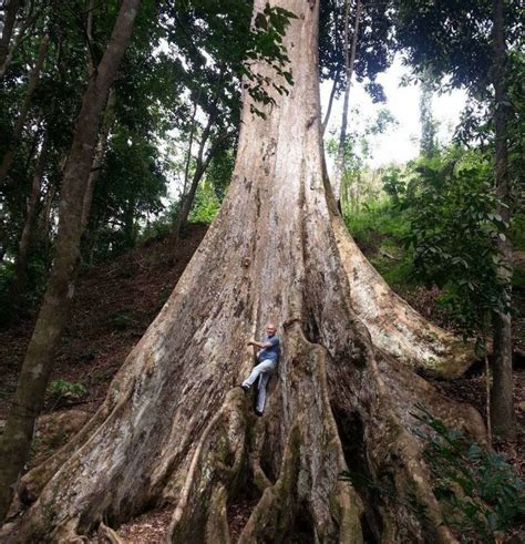 Rufus pushes bill protecting 200-year-old Dao tree in Oro