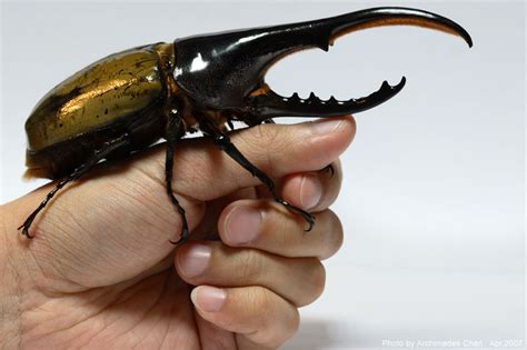 EPIC Creature of the Month!: Hercules Beetle