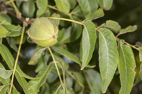 Growing Pecan Tree: Varieties, Planting Guide, Care, Problems and Harvest