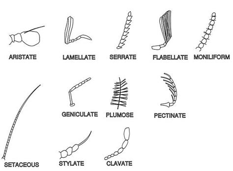 Insect antenna forms - BugGuide.Net