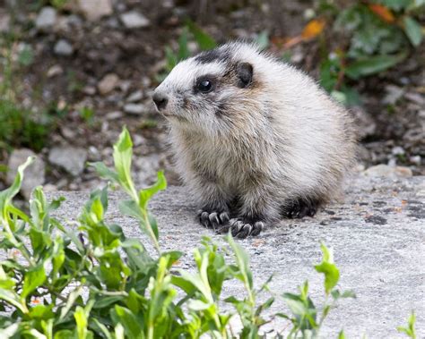 Marmot baby Photo by Ken | Free Photo - rawpixel