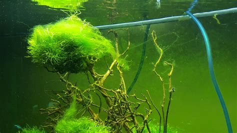 What is that algae, taking over the whole aquarium. : r/PlantedTank