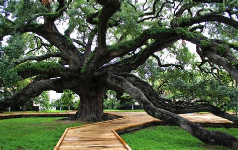 Treaty Oak Park | Live oak trees, Tree, Live oak florida