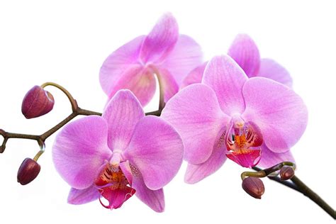 Orchid Flowers II - Pink Photograph by Natalie Kinnear