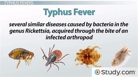 Typhus Fever & Rickettsia Prowazekii Causes, Symptoms & Transmission | What is Typhus Fever ...