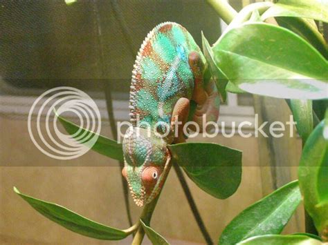 Live Plant Database | Chameleon Forums