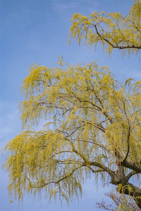 Japan weeping willow stock image. Image of poultry, tree - 1585329