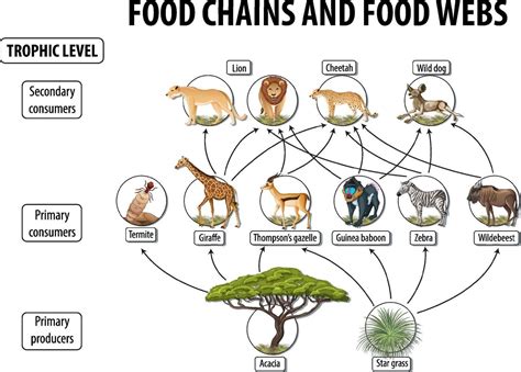 Education poster of biology for food webs and food chains diagram 2053079 Vector Art at Vecteezy