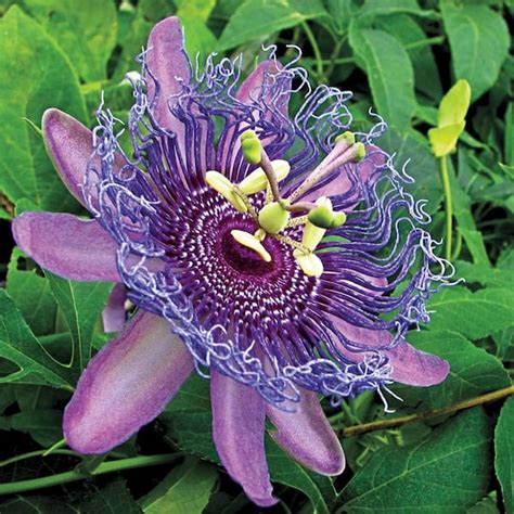 Spring Hill Nurseries Purple Passion Flower (Passiflora), Live Potted ...