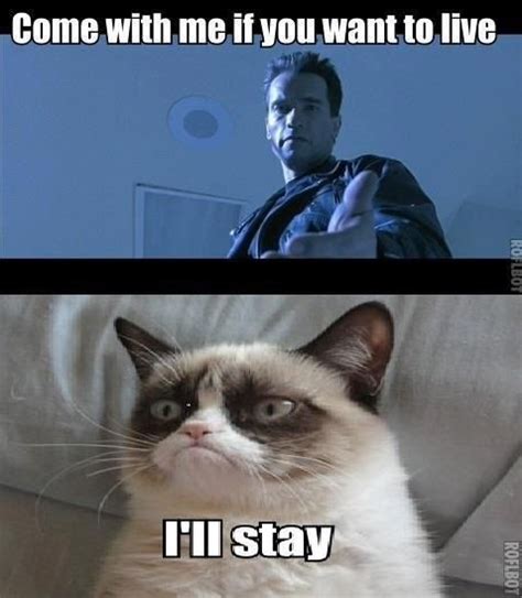 Grumpy cat vs Terminator | Funny | Pinterest | To be, Cats and Pictures of