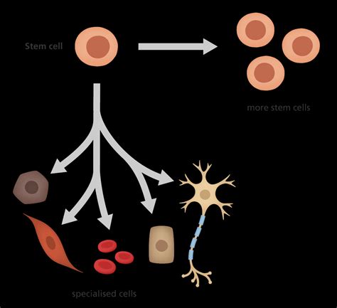 Stem Cells Research：What They Are and How to Research - Chelsea Clark ...