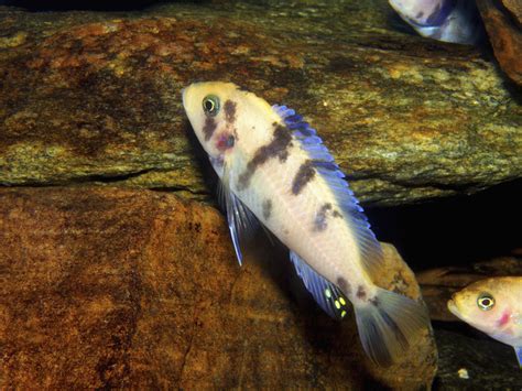 Nassau Grouper (Epinephelus striatus) Free Photo Download | FreeImages