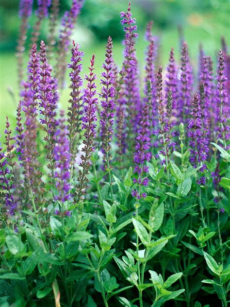 31 Gorgeous Salvias to Bring Color and Fragrance to Your Garden ...