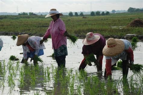 Tagalog News: DA patuloy ang pagtulong sa mga magsasaka sa CALABARZON