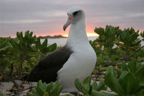 Laysan Albatross - Diomedea immutabilis - NatureWorks