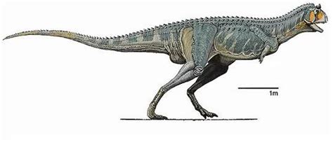 Xenotarsosaurus Skeleton