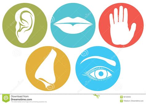 Download Five Senses Symbols, Five Senses Vector Illustration Stock ...