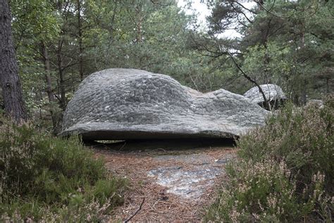 Fontainebleau Forest Green - Free photo on Pixabay - Pixabay