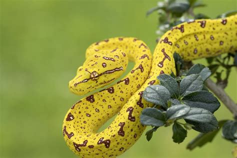 9 Gorgeous Snake Species Around the World