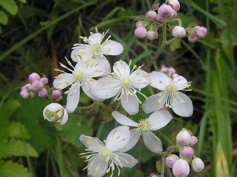 Flowers of the Himalayas - trek2himalayas.com