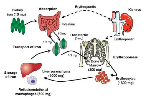 Schematic representation of iron metabolism. Under normal conditions,... | Download Scientific ...