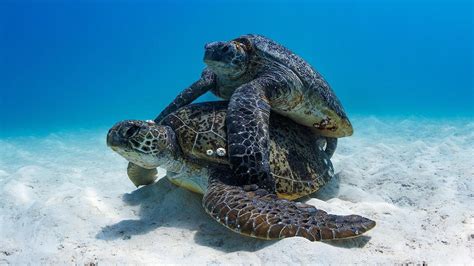 Sea turtles: Photos show violent mating season in Great Barrier Reef ...