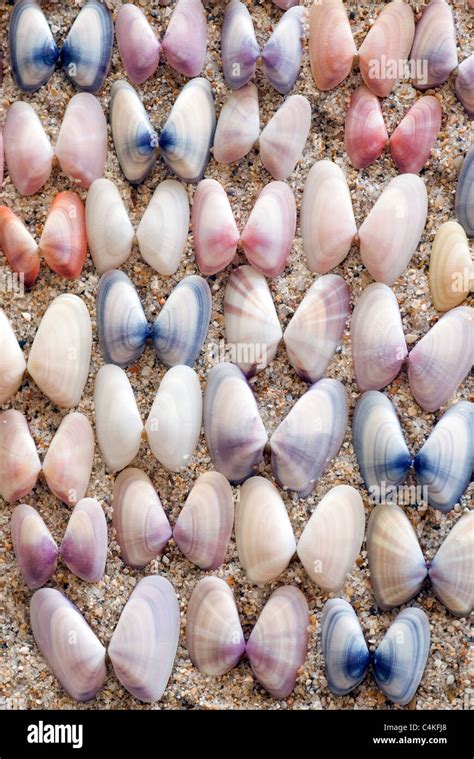 Coquina Shells High Resolution Stock Photography and Images - Alamy