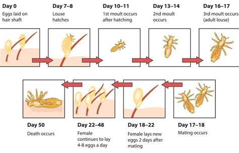 Head Lice Life Cycle Stages