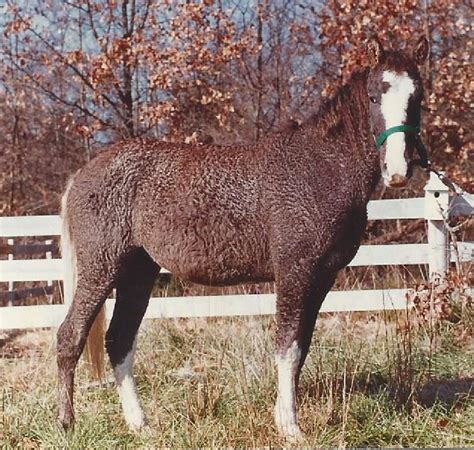 Behind America’s Most Unique Breed: The Bashkir Curly Horse – Horse Spirit