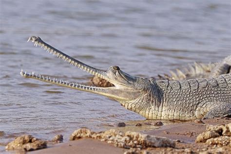 40 Interesting Gharial Facts: Weird Crocodile Relatives | Reptil, Hewan, Habitat