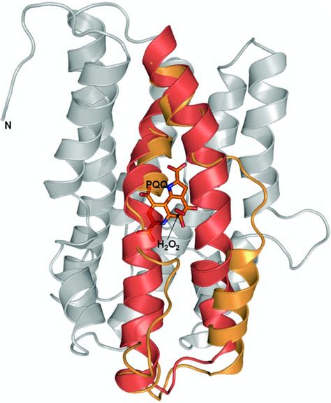 The pyrroloquinoline quinone biosynthesis pathway revisited: A structural approach | BMC ...