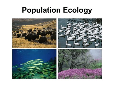 Ch 53 population ecology S