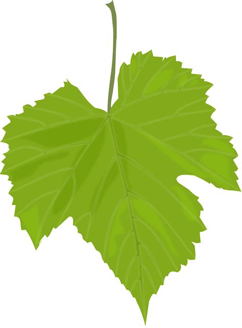 Clipart - Grape Leaf