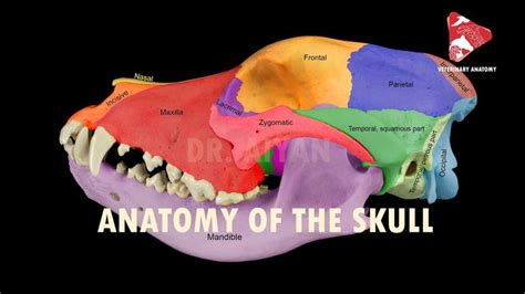 anatomy of the canine skull | Canine skull, Canine, Muscles massage