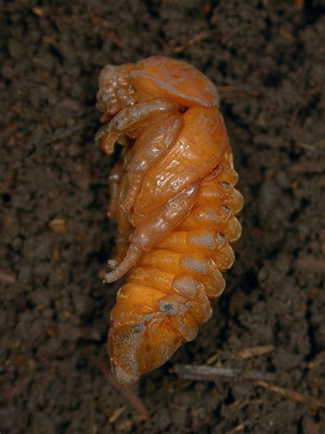 Still asleep | The beetle pupa (used to be this grub) seems … | Flickr